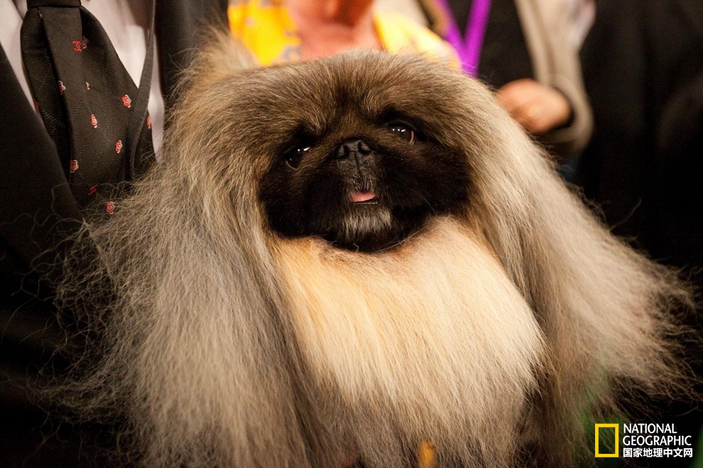 中华哈巴狗是怎么来的,最招人喜欢的哈巴狗是什么品种