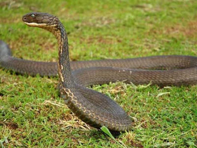 全球十大有毒动物排行榜,在野外要谨慎什么有毒的动物