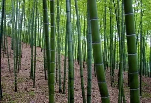 东北能种的竹子,26种竹子大全