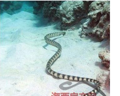 全球十大有毒动物排行榜,在野外要谨慎什么有毒的动物