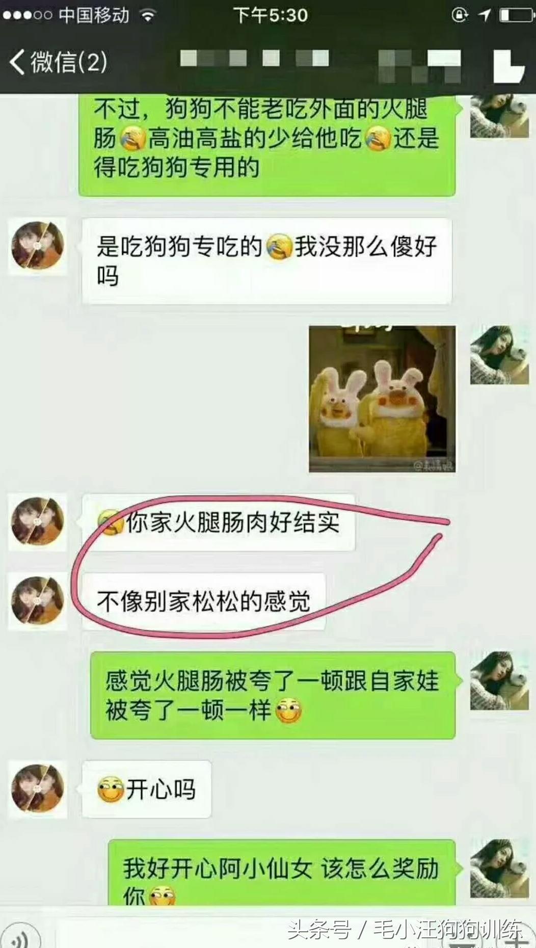金毛狗狗合理的喂养方法,狗狗贪吃怎么训练