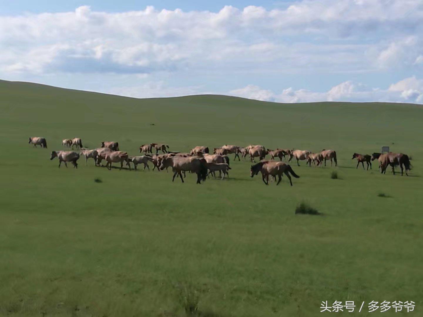 锡林郭勒盟边境自驾穿越,锡林郭勒大草原中蒙边境游
