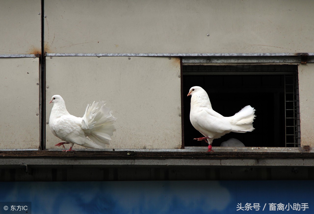 鸽子突发死亡,鸽子突发死亡鸽棚怎么处理