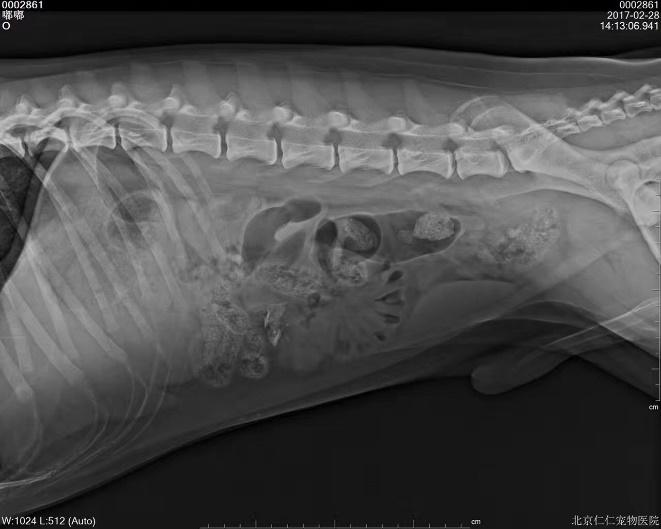 宠物猫呕吐该怎么治疗好,犬猫常见的呕吐原因有哪些