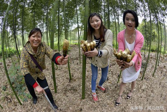 紫竹金丝竹罗汉竹这些有价值吗,毛竹与楠竹斑竹有什么区别