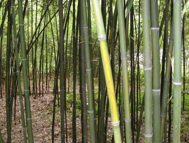 东北能种的竹子,26种竹子大全
