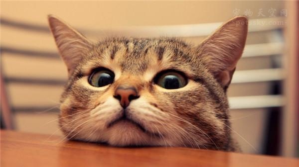 家里猫咪很害怕陌生人,家里猫咪害怕第二只猫