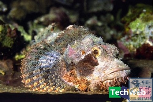 全球十大有毒动物排行榜,在野外要谨慎什么有毒的动物