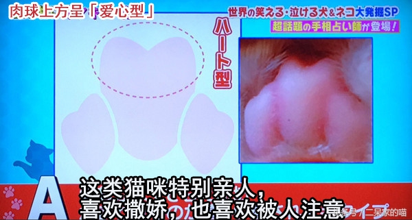 根据猫爪判断性格,怎样看猫咪的爪爪判断性格