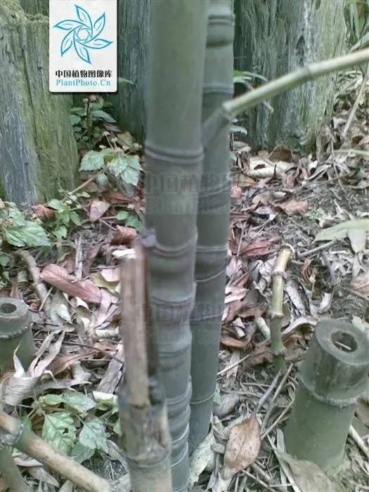 东北能种的竹子,26种竹子大全