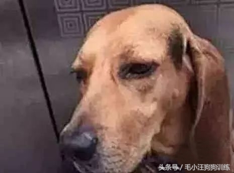 金毛狗狗合理的喂养方法,狗狗贪吃怎么训练