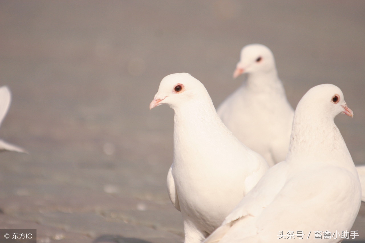 鸽子突发死亡,鸽子突发死亡鸽棚怎么处理