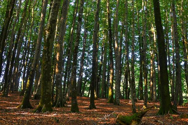 林权证可以分户吗,林权证分户是在哪个部门办理