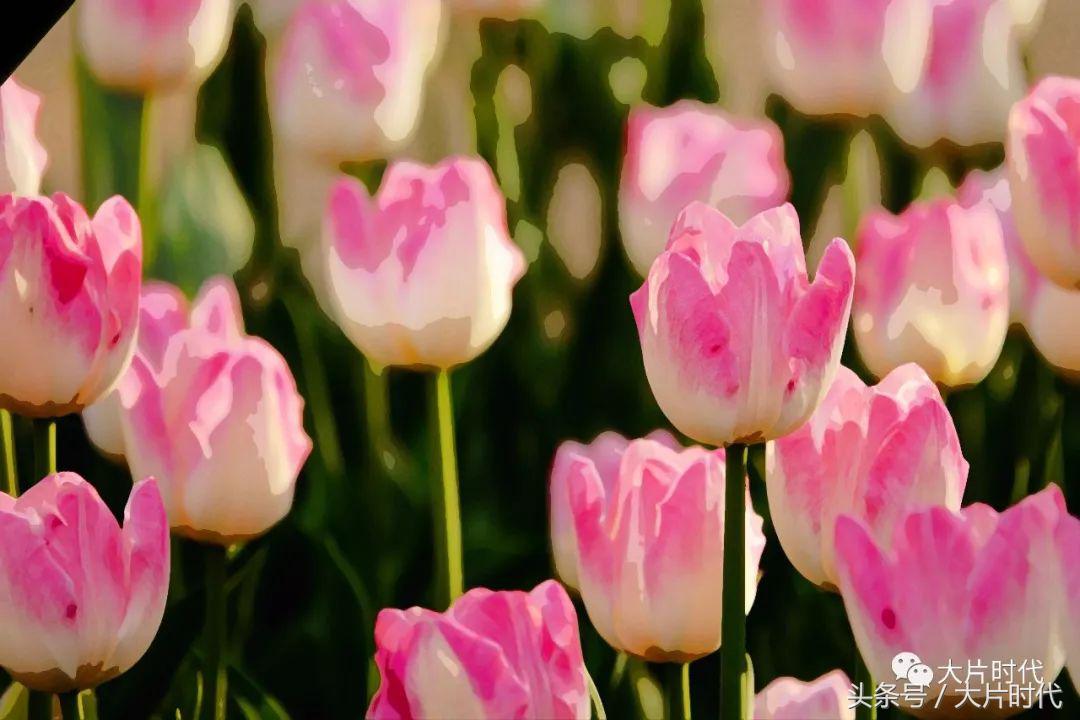 美丽中国摄影片段,38集美丽中国