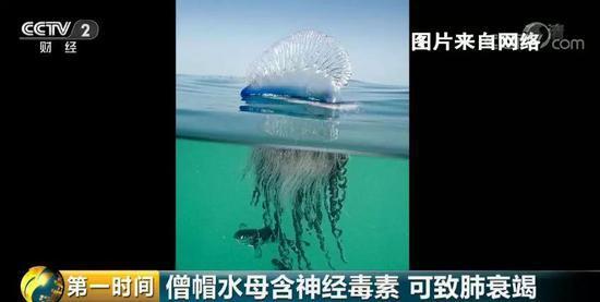 全球十大有毒动物排行榜,在野外要谨慎什么有毒的动物