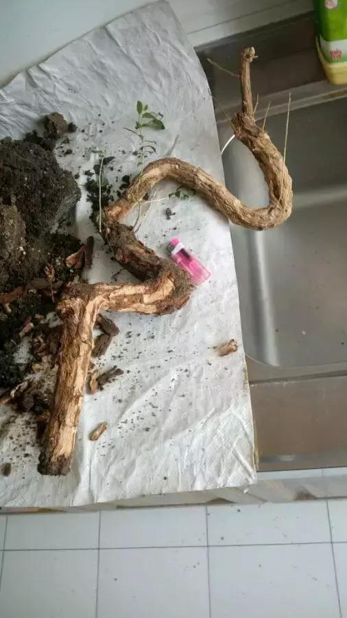 枸杞老根如何快速生根,怎样让枸杞老桩爆芽