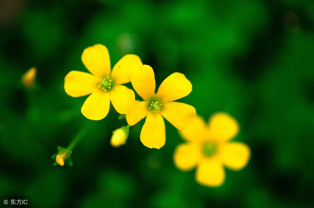 优美的带花的诗句,超惊艳的带花诗句