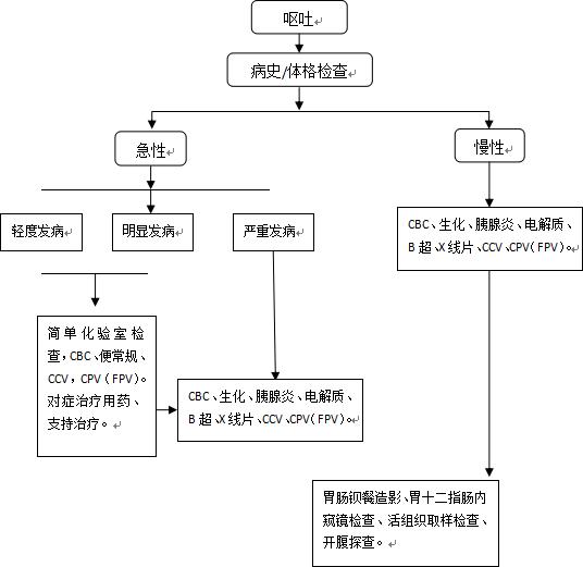 宠物猫呕吐该怎么治疗好,犬猫常见的呕吐原因有哪些