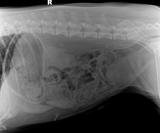 宠物猫呕吐该怎么治疗好,犬猫常见的呕吐原因有哪些