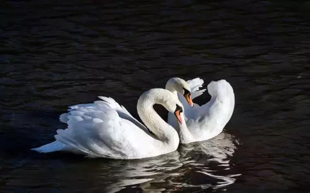理科生的表白文科生看不懂,收到别人的匿名表白要怎么回复