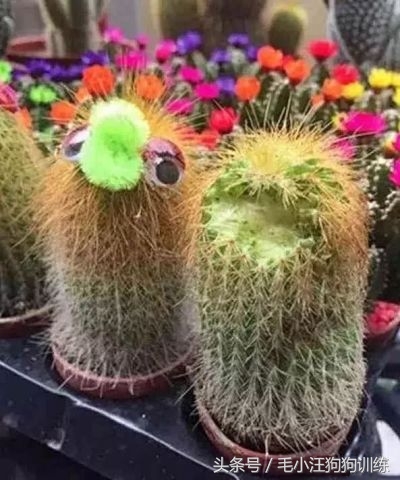 金毛狗狗合理的喂养方法,狗狗贪吃怎么训练