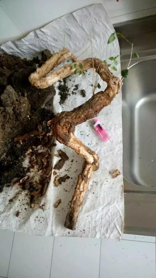 枸杞老根如何快速生根,怎样让枸杞老桩爆芽