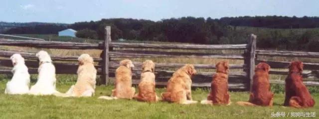 金毛寻回犬2015,金毛寻回犬介绍