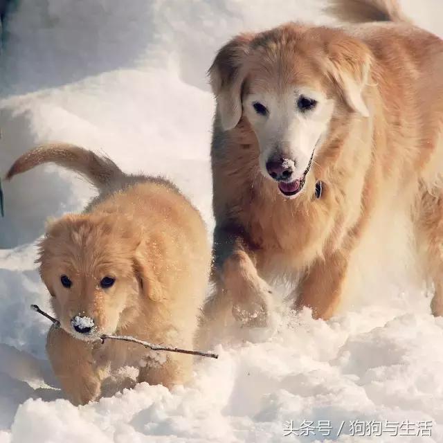 金毛寻回犬2015,金毛寻回犬介绍