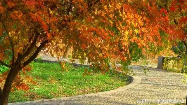 玩转洛阳多少钱,玩转洛阳市