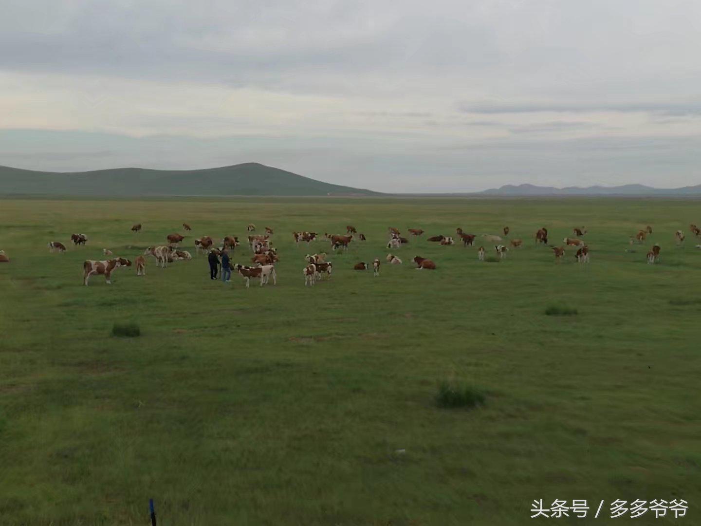 锡林郭勒盟边境自驾穿越,锡林郭勒大草原中蒙边境游