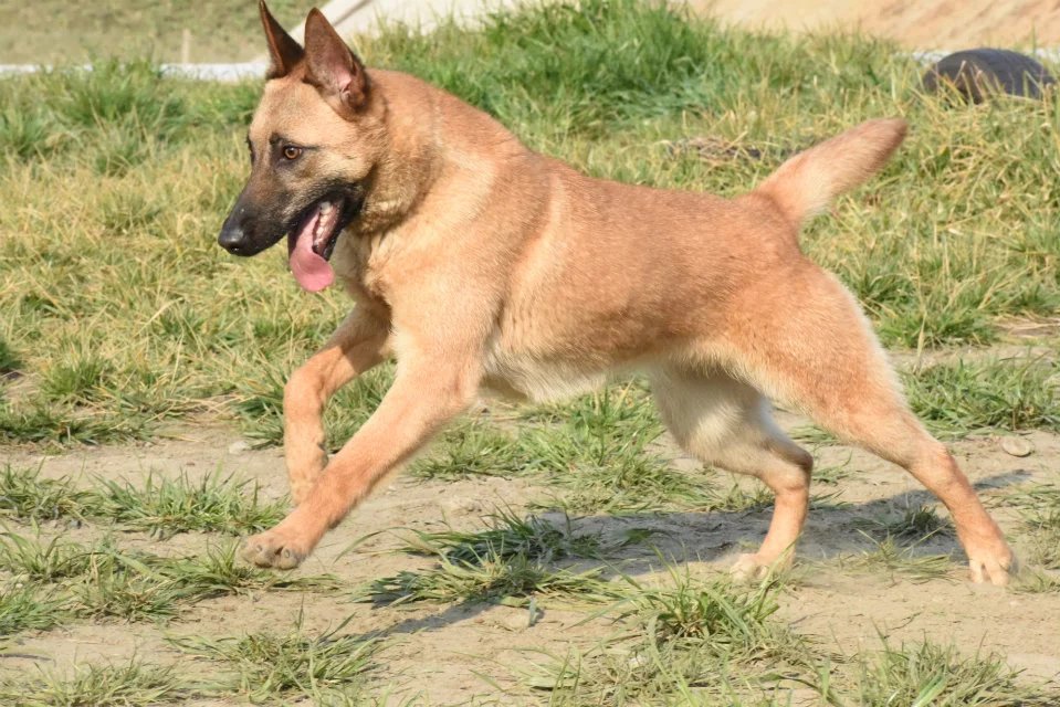 训练马犬科目和实际科目，马犬基础科目训练