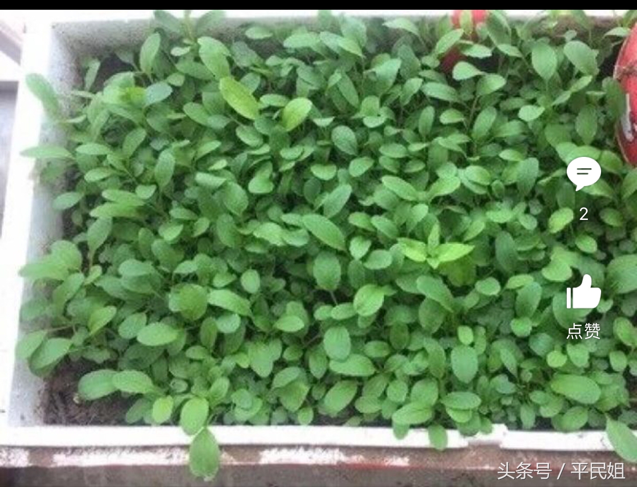 平民姐阳台种草莓,39假种子坑人种下草莓收获杂草你中招了吗