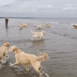 金毛寻回犬2015,金毛寻回犬介绍