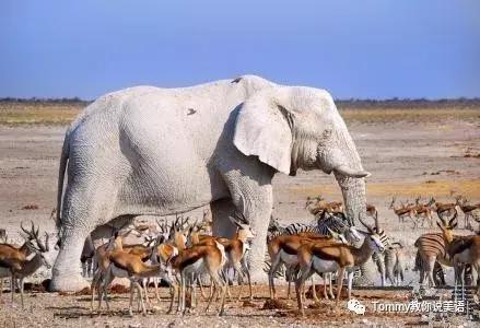 千万不要把英文翻译过来,千万不要把英文歌翻译成中文翻译