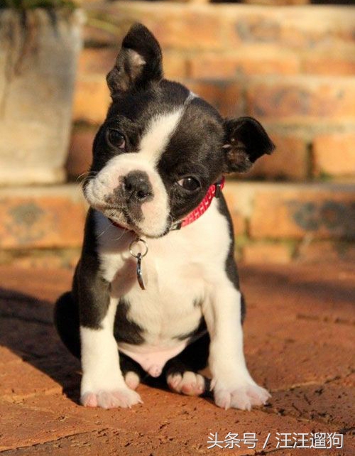 每日一狗搞笑,每日一狗二哈最新视频