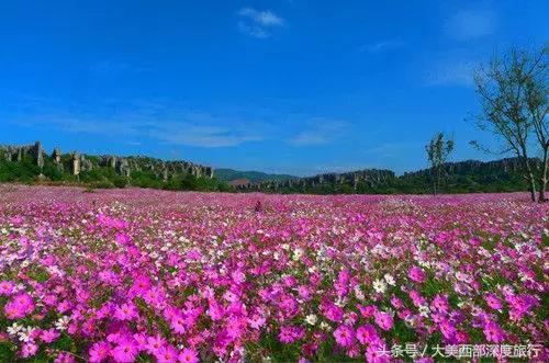 大连英歌石植物园赏花时间表,2022常州公园赏花时间表