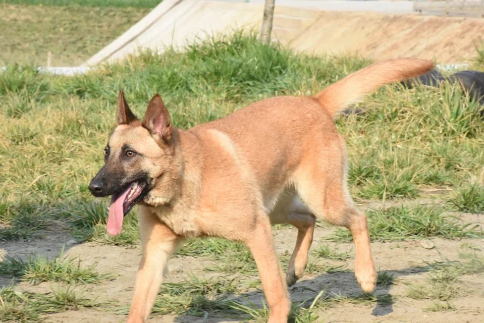 训练马犬科目和实际科目，马犬基础科目训练