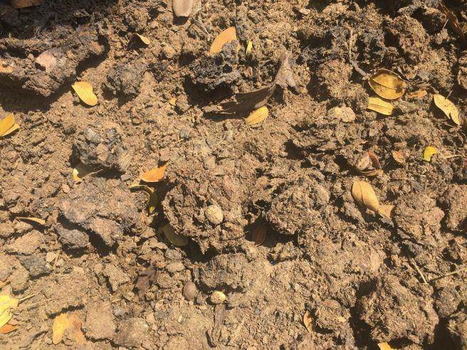 泰国新推「牛屎咖啡」销售火爆每公斤售价近万元！