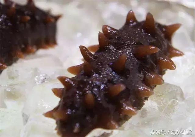 海参产地哪里最好吃,海参产地大揭秘哪里海参最好