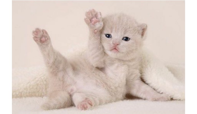 【干货】如何判断家中母猫是否急于脱单