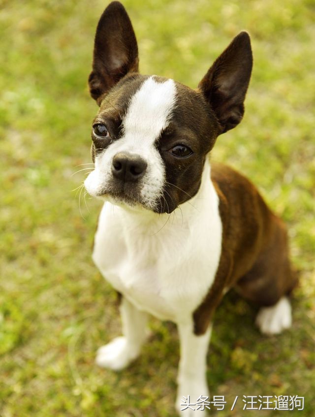 每日一狗搞笑,每日一狗二哈最新视频