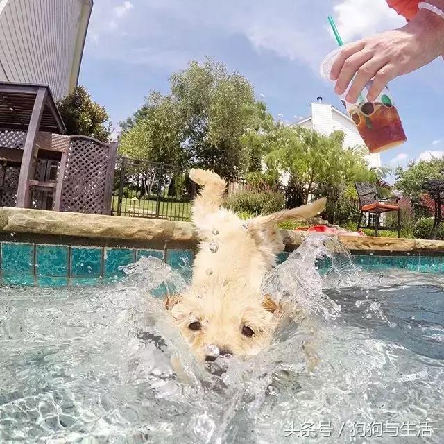 金毛寻回犬2015,金毛寻回犬介绍