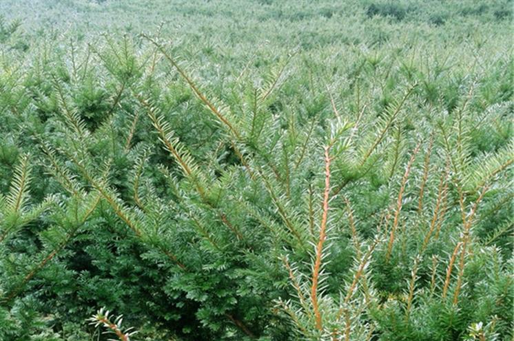 曼地亚红豆杉栽种关注事项和方法,曼地亚红豆杉怎么种植成活率最高