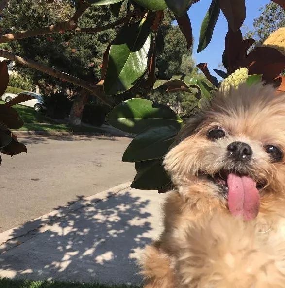 励志狗狗电影感人故事,励志狗狗逆天改命