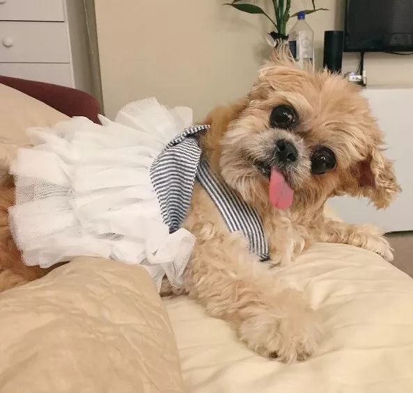 励志狗狗电影感人故事,励志狗狗逆天改命