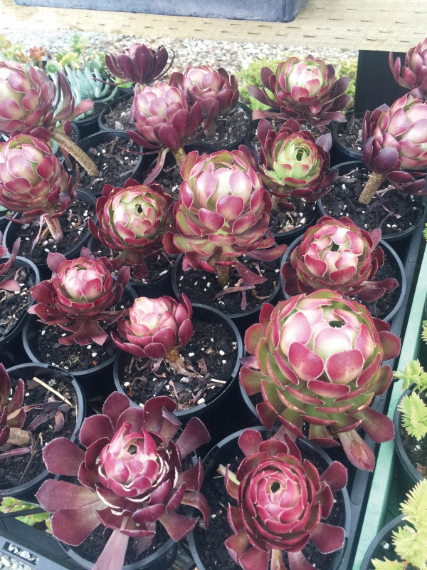 我的多肉之旅纪录片,墨尔本植物园多肉植物