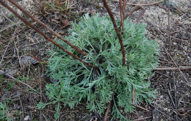 肝胆湿热肝火旺吃什么中药,肝胆湿热肝火旺喝什么茶好