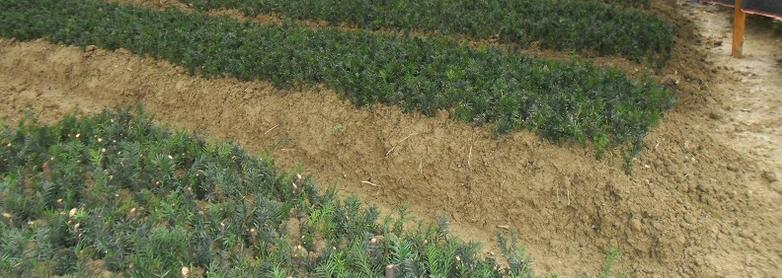 曼地亚红豆杉栽种关注事项和方法,曼地亚红豆杉怎么种植成活率最高