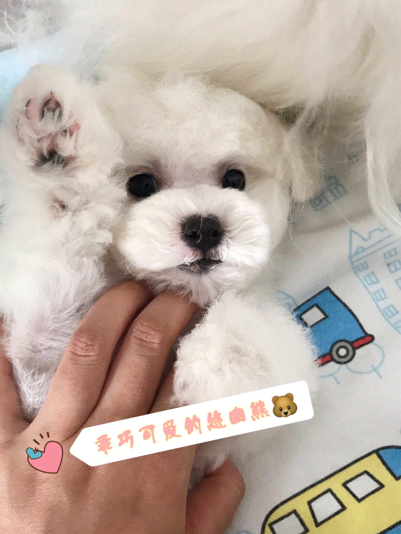 网上买狗安全吗可靠吗,在网上买狗有什么风险