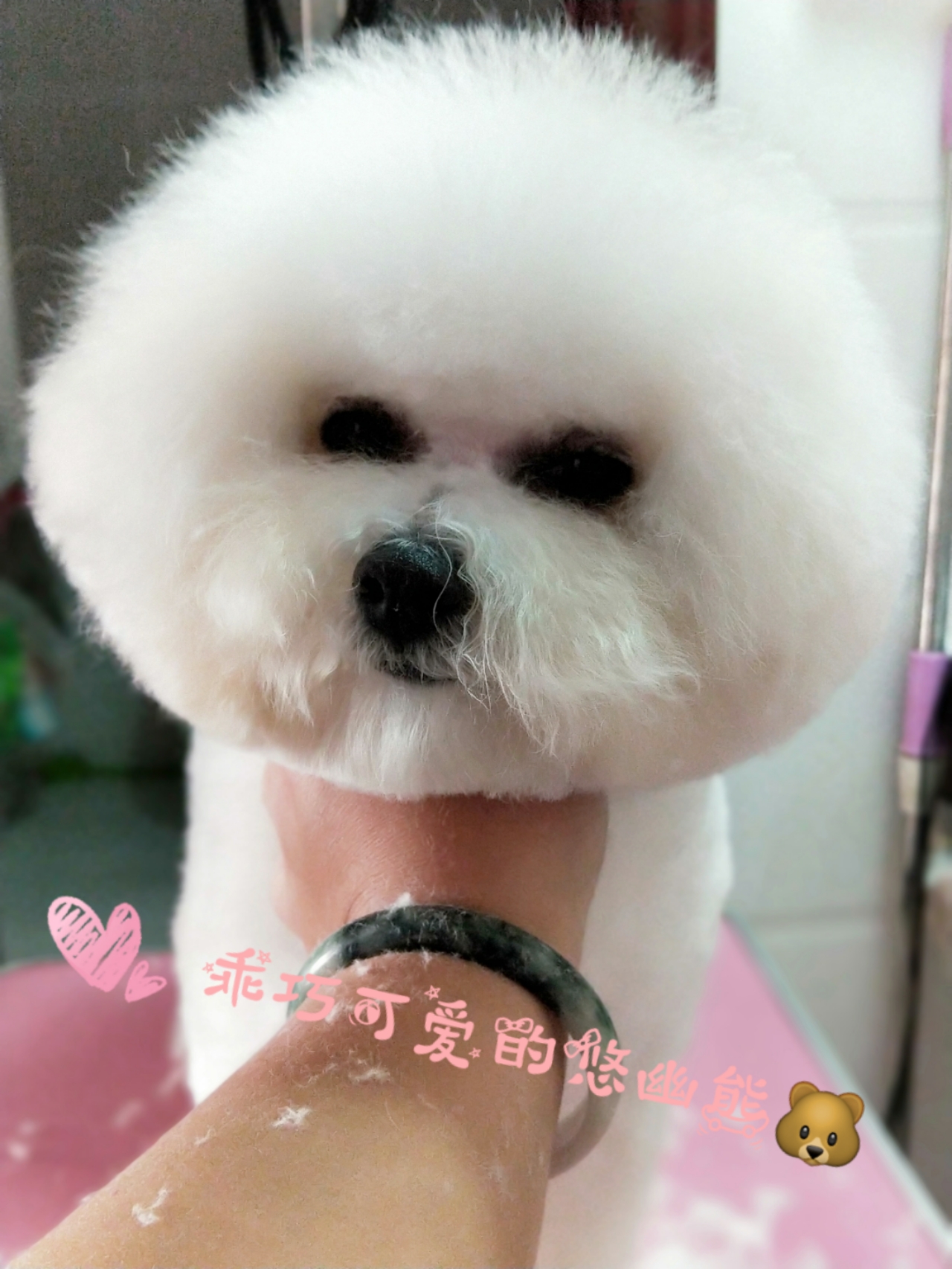 网上买狗安全吗可靠吗,在网上买狗有什么风险